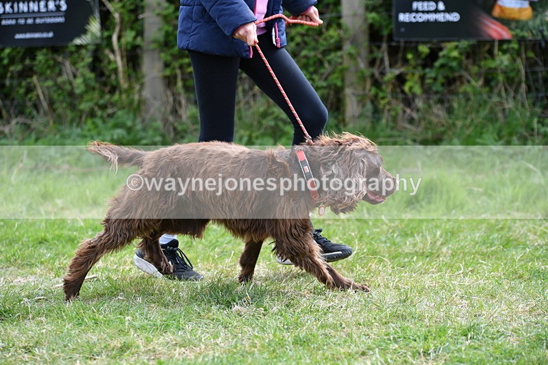 WJ5_9578 - Class 3 Most Handsome Dog