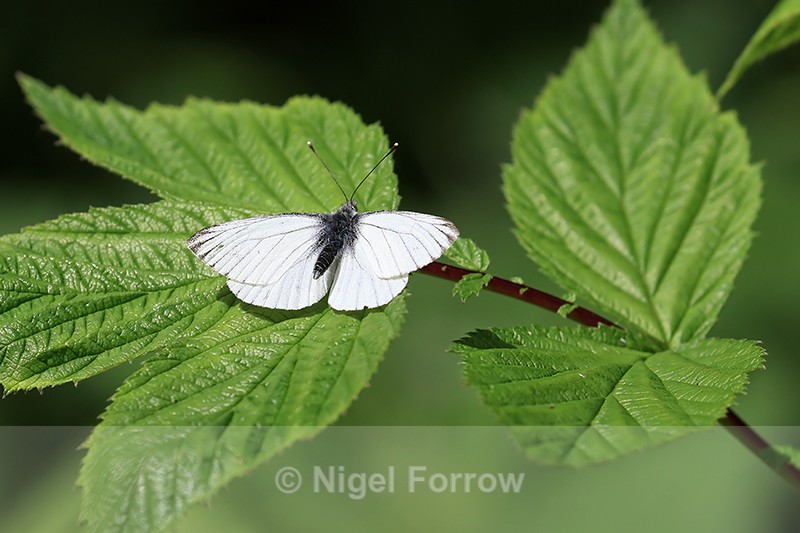 Green-veined White, Wharram Percy, Yorkshire - INSECTS