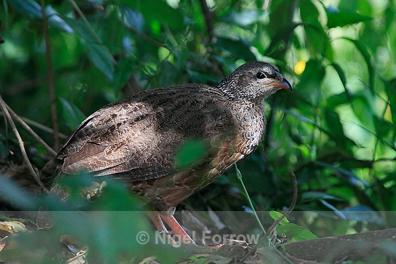 Hildebrandt's Francolin on the ground - Hildebrandt's Francolin