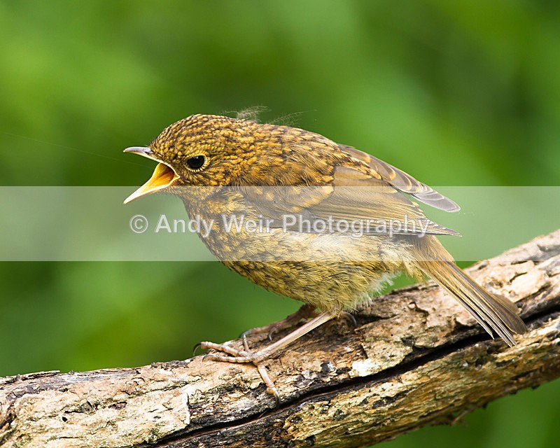 20130609-_MG_4023 - Robin
