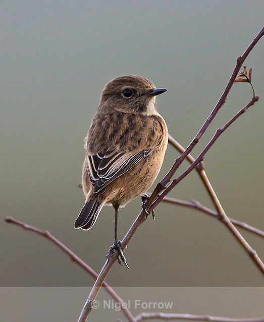 Stonechat (female) perched on a branch - Stonechat