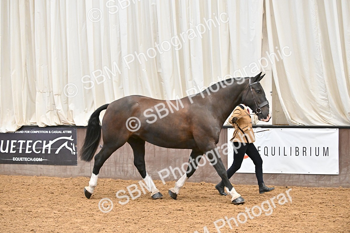 SBM_000082 - Class 4 - BSHA In Hand Show Cob