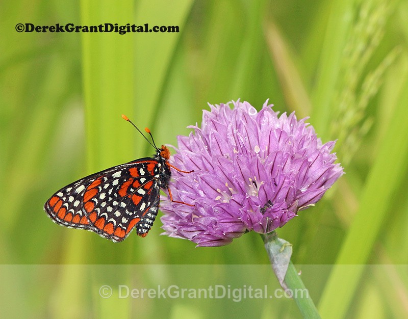 Baltimore Checkerspot Euphydryas phaeton - Butterflies & Moths of Atlantic Canada