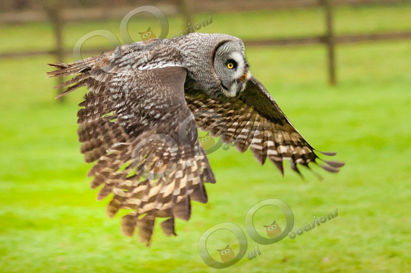 great grey owl stryx nebulosa-0655 - Owls of the World