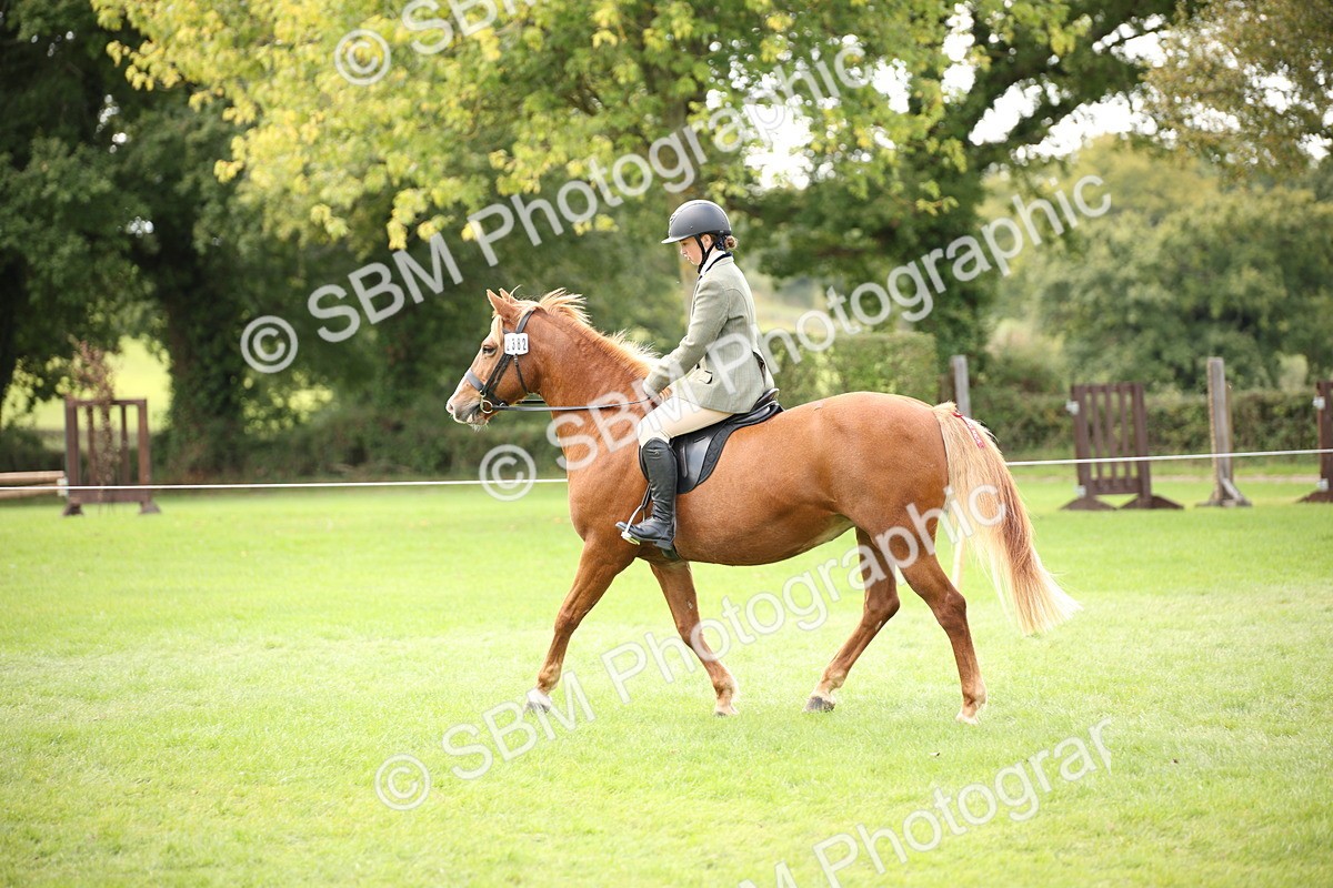 SBM_42369 - S13 - Pony Club Pony