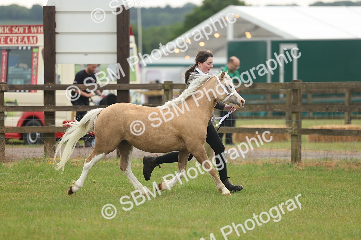 SBM_01350 - Class 50-57 - M&M Welsh Pony In Hand