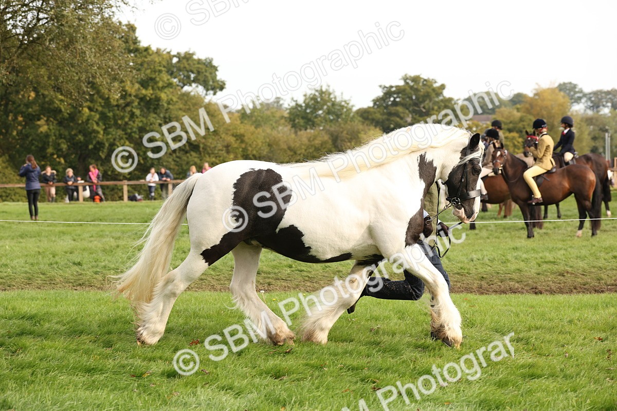SBM_56794 - S54 - Piebald & Skewbald Horse In Hand
