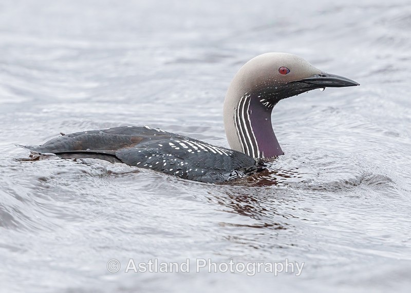 Black-throated Diver - Latest Images