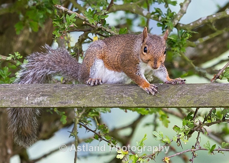 Astland Photography, Bird and Wildlife Images, Susan and Peter Wilson, U.K.
