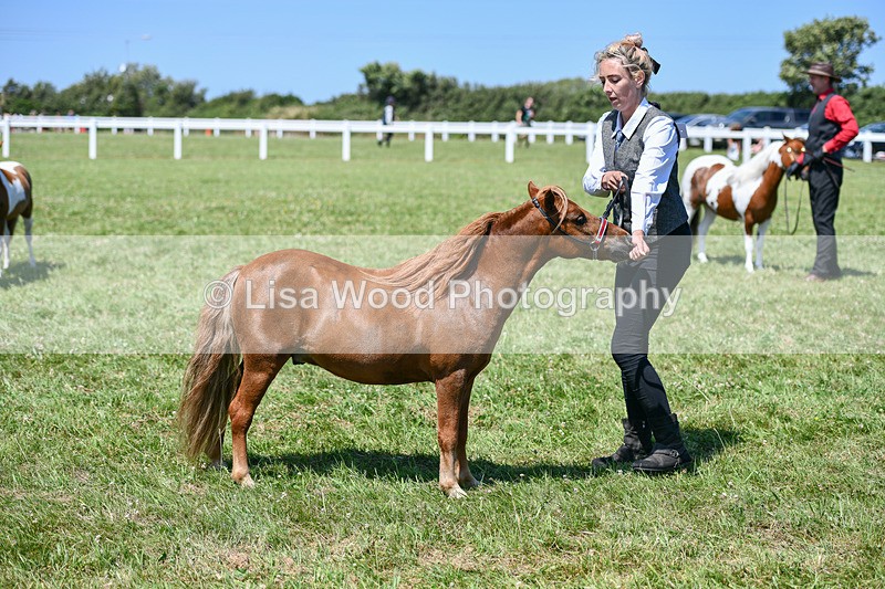 DSC_7157 - Class 61: Miniature Horse 4yrs & over