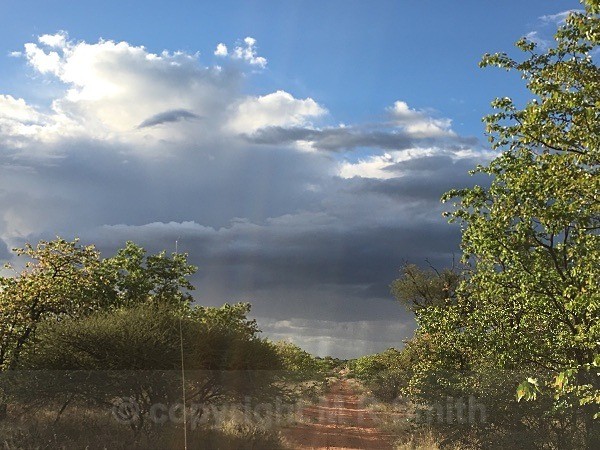 Game Drive In Botswana - LANDSCAPES & TREES
