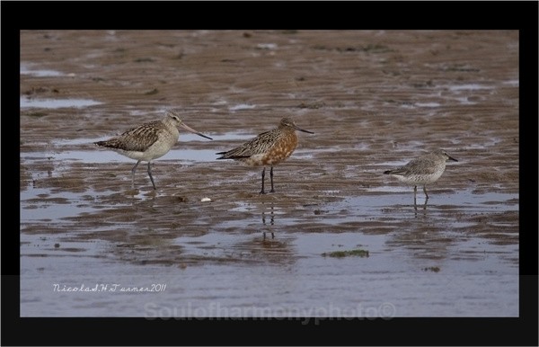Barr Tailed Gotwit's - Wildlife Wildlife
