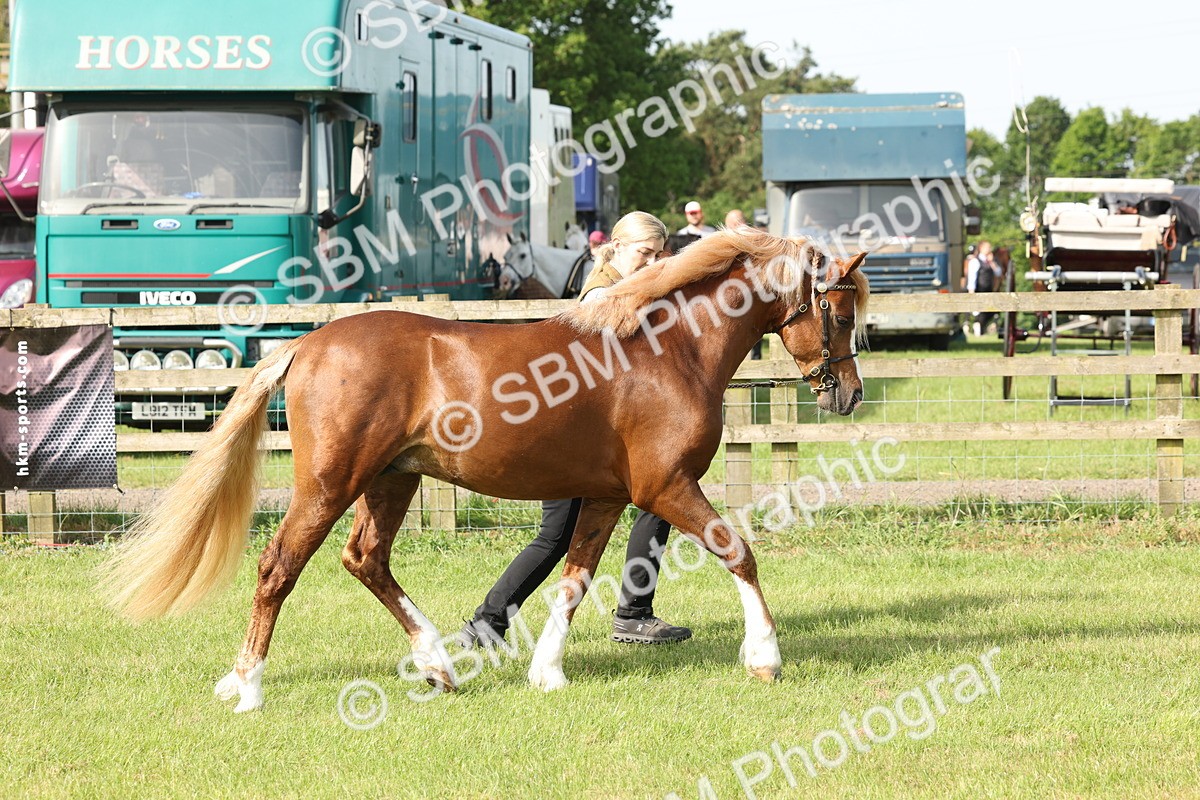 SBM_00721 - Class 6-13 - Mountatin and Moorland In Hand Welsh Breeds