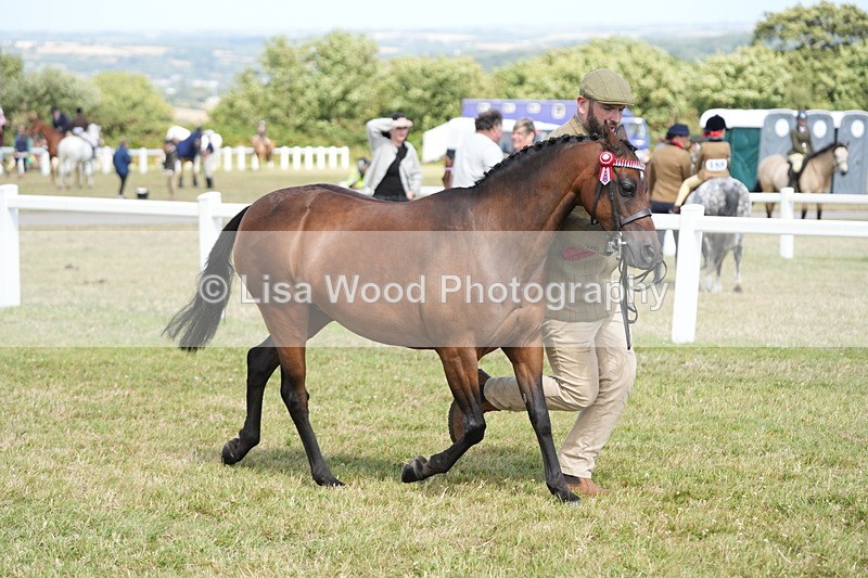 DSC07398 - Class 69: NPS Show Pony 4 years and over