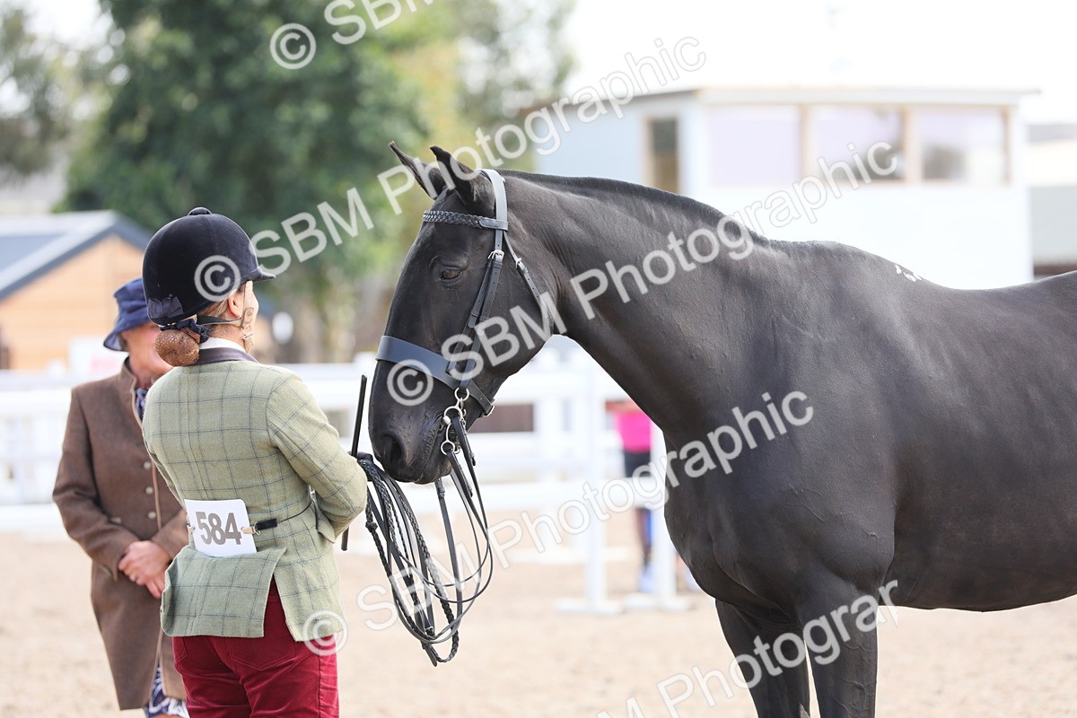 SBM_15815 - Class 312 IH Competition Horse/Pony