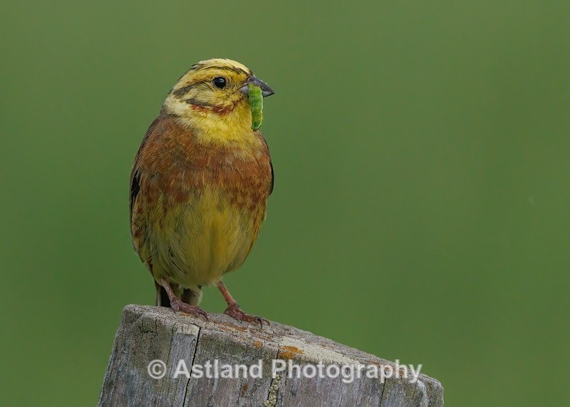 Yellowhammer - Latest Images