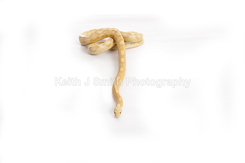 2SKJ8940 - Roaming Reptile Show. II