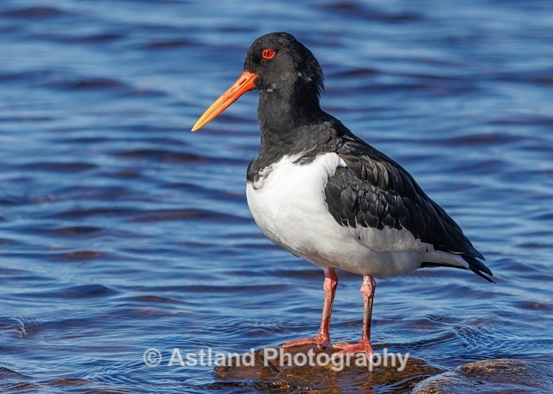 Oystercatcher - Latest Images