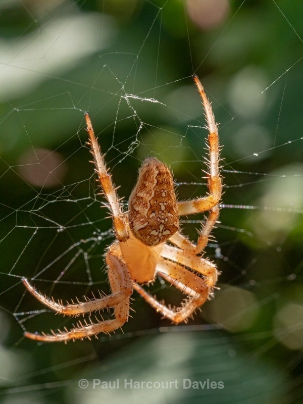 European garden spider, (Araneus diadematus)  - Insects, Spiders and other Animals