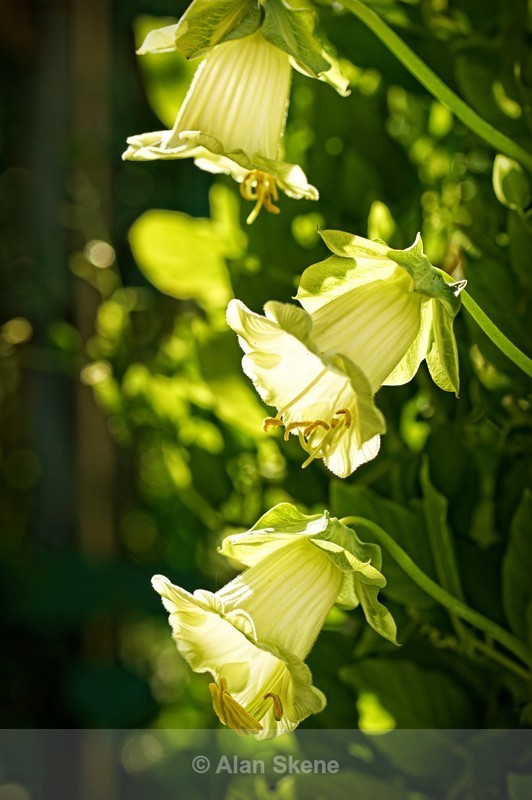 DSC00507 - Flora