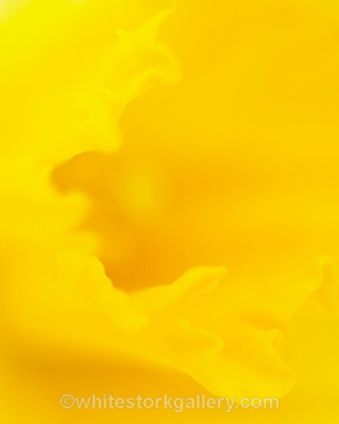 Daffodil - Up Close !