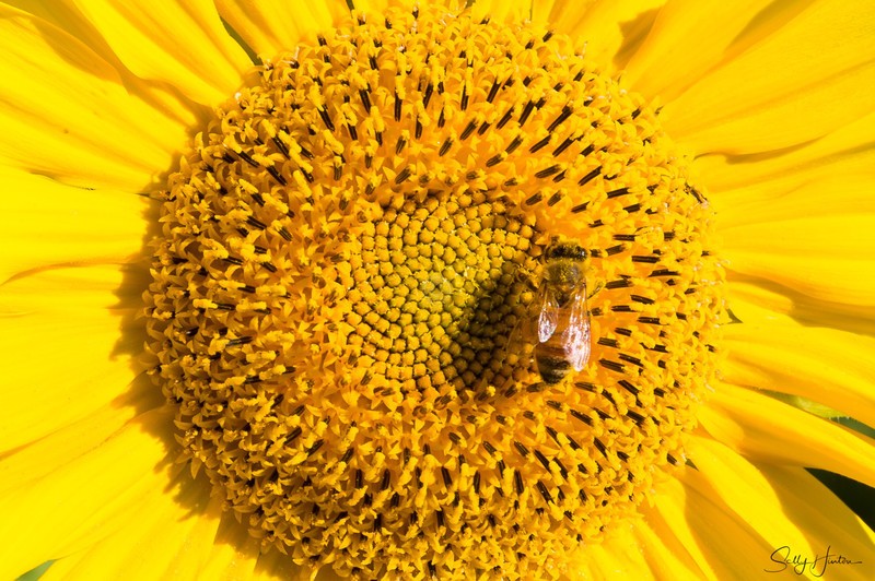 Sunflower and Bee 22