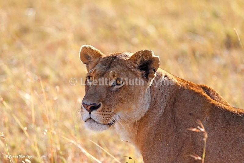 IMG_1755 Maasai Mara - Lions