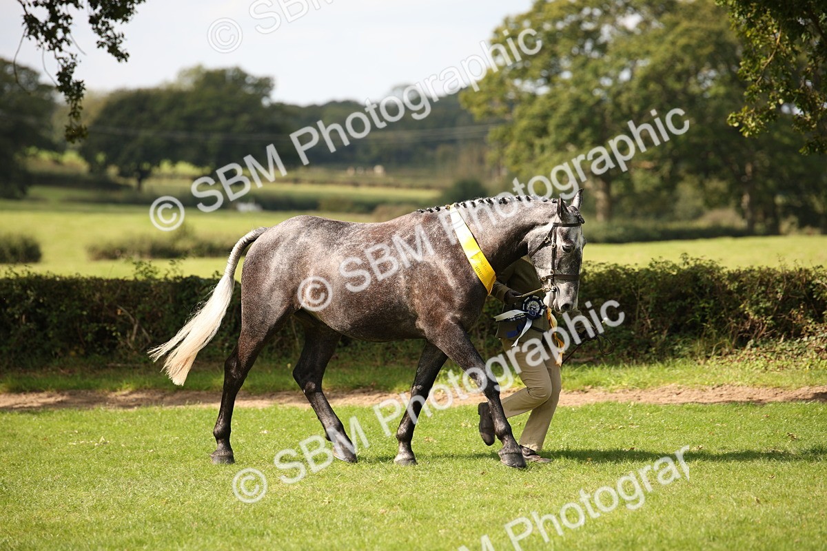 SBM_62983 - In Hand Horse Supreme Championship