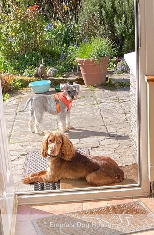  - Dogs
