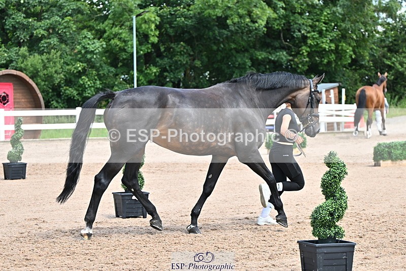 240718A-105254-01314 - Trot Up 12pm to 1pm