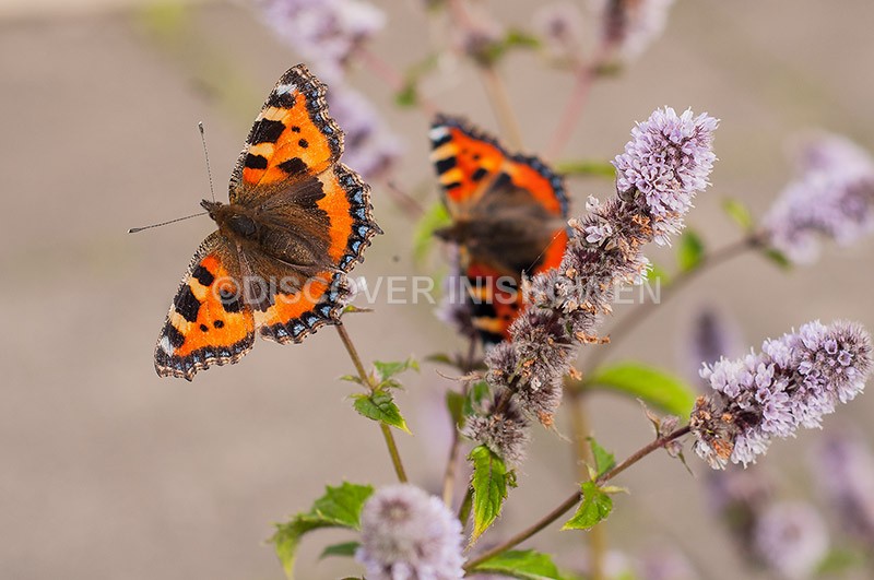 Small Tortoiseshell - Wildlife
