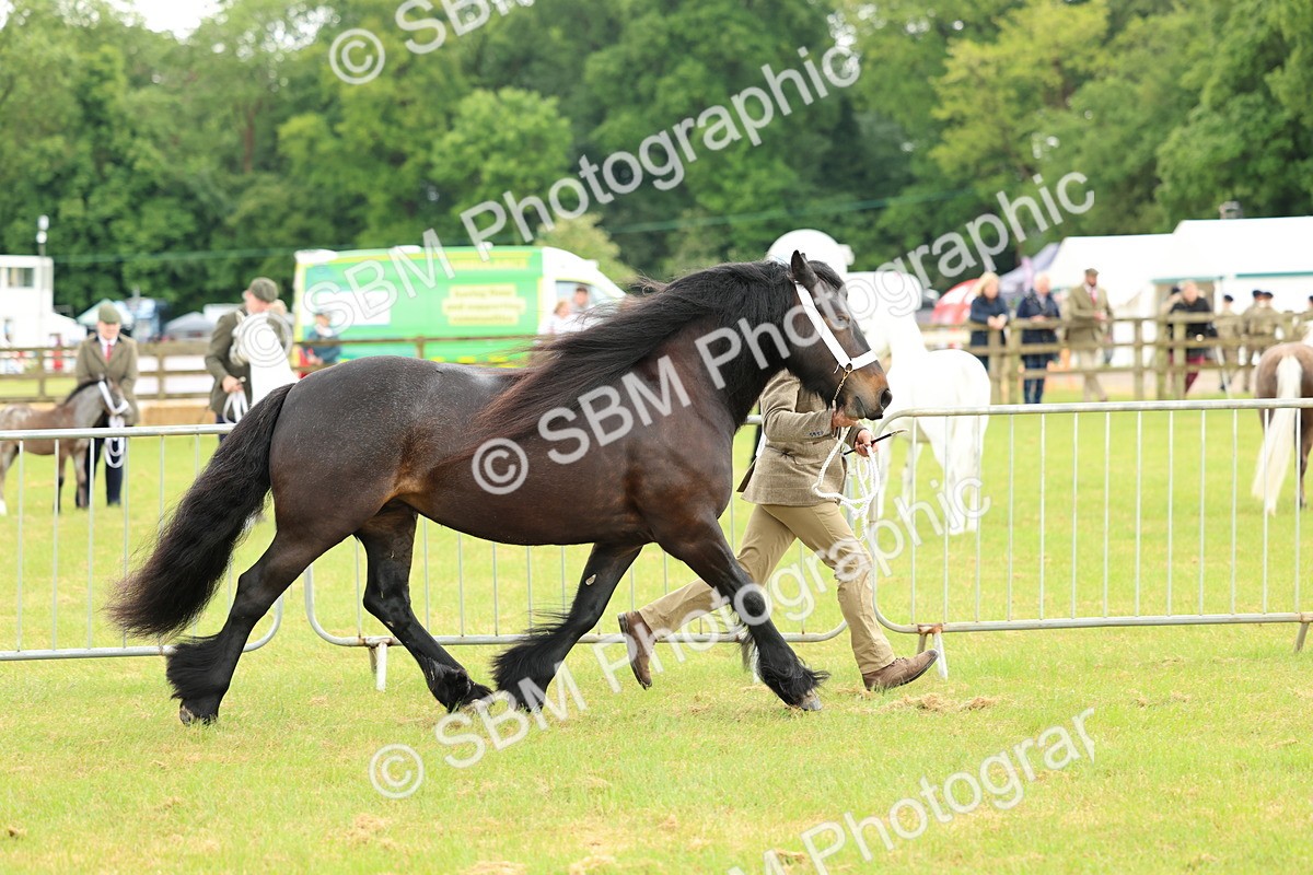 SBM_00483 - Class 58-67 - M&M Non Welsh Pony In hand