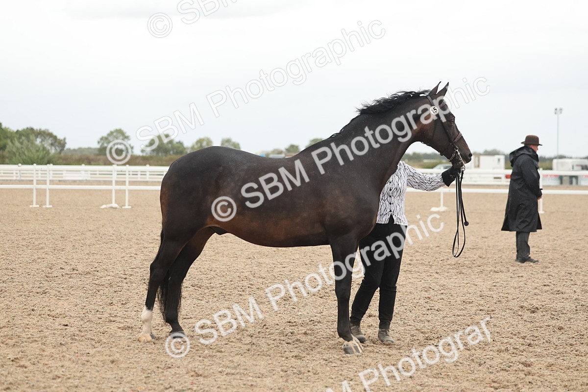 SBM_19356 - Class 317 - IH Pure Bred Horse-Pony