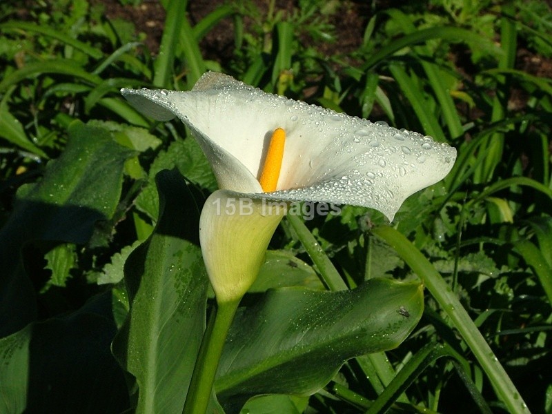 F1018 - Flowers