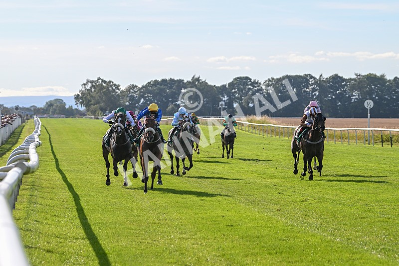 160924-Race 5-King Of The Jungle-2949 - Race 5