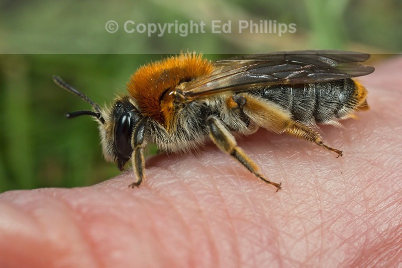 Andrena haemorrhoa (f)