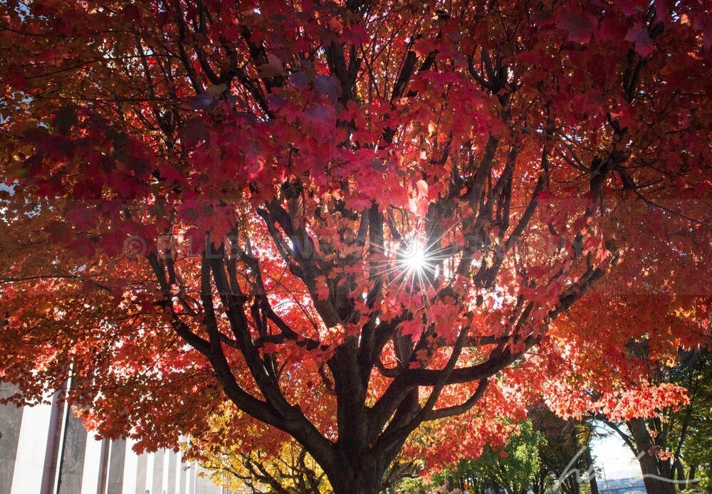 DSC_3749 - Autumn