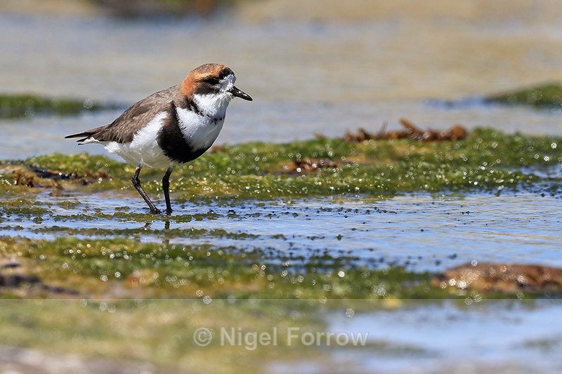 Two-banded Plover at low tide, Carcass Island, Falklands - Two-banded Plover