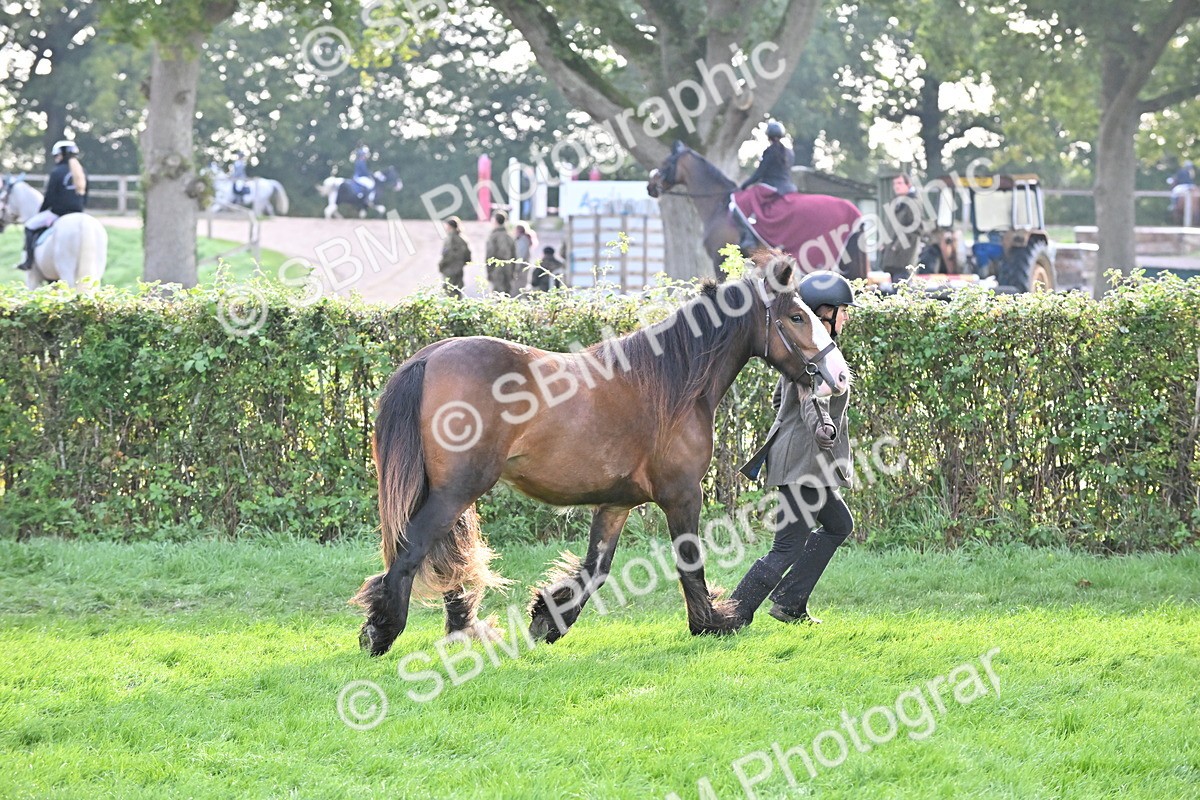 SBM_55370 - S44 - Youngstock In Hand