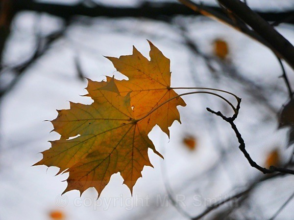 Hanging On - MACRO & CLOSE UPS 2