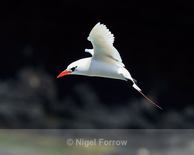 Red-tailed Tropicbird against dark cliffs, Kilauea Point, Kauai - Red-tailed Tropicbird