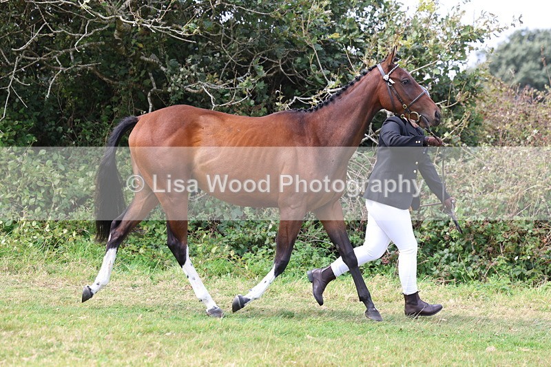 3E7A5506 - Class 20: Sports Horse In Hand