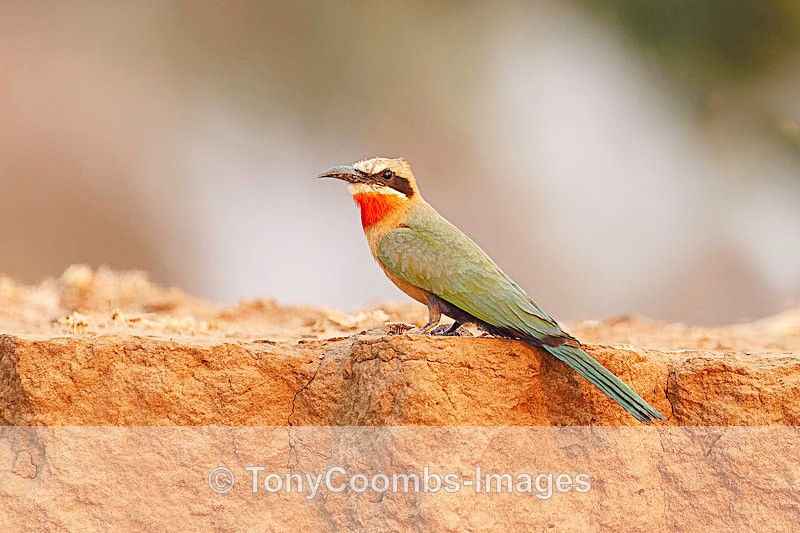 White-fronted Bee-eater - Mana Pools ~ The Birds