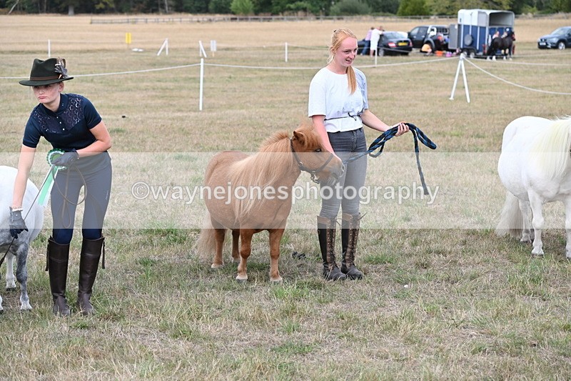 WJ6_7157 - Class 21 Shetland & Mini Horses