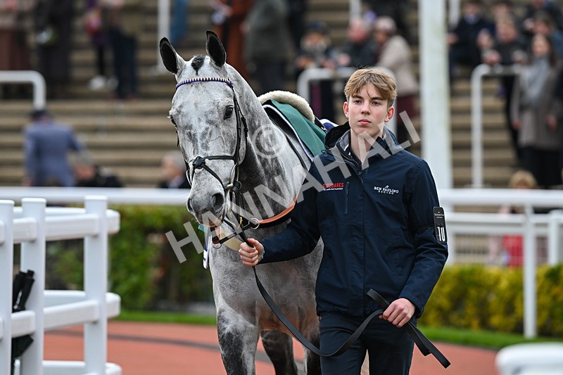 161124-Race 5-Paddock-Hardy Boy-0631 - Race 5