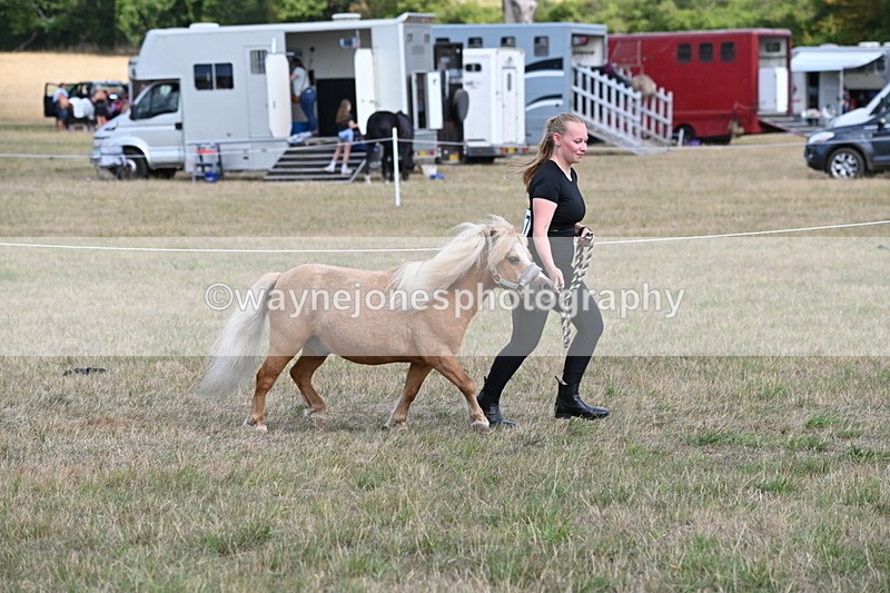 WJ6_6897 - Class 21 Shetland & Mini Horses