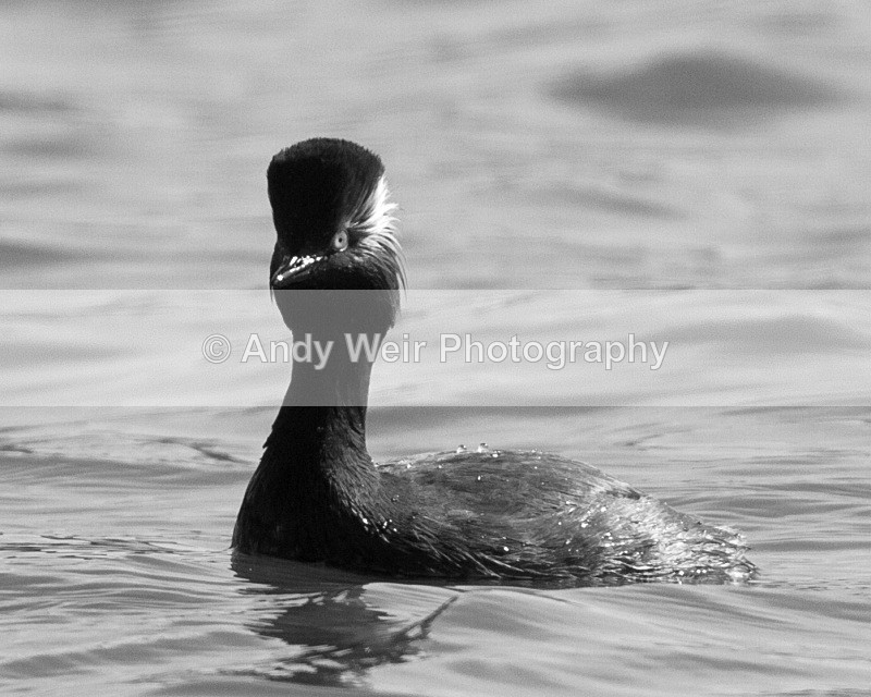 20110410-IMG_3282 - Black-necked Grebe