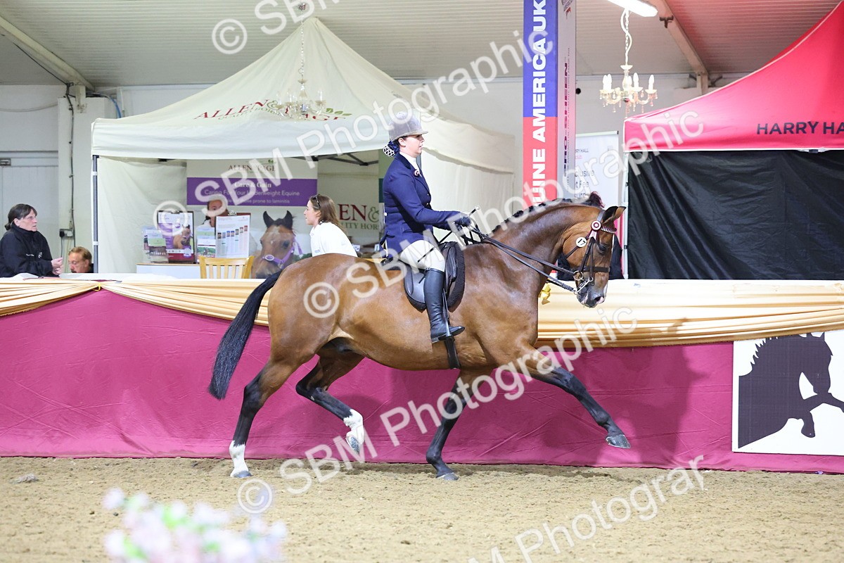 SBM_19133 - Class I Competition/ Riding Club Champ