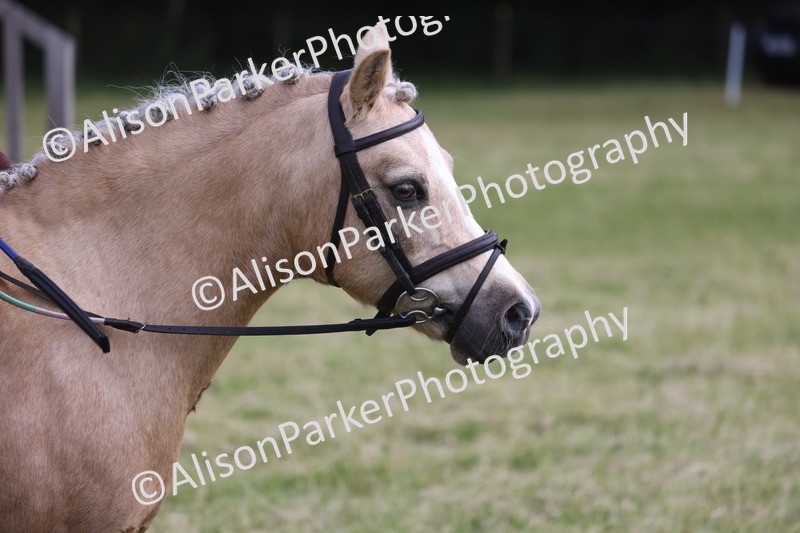 20260614-0459 - Class 20 - Beginners Working Hunter Pony