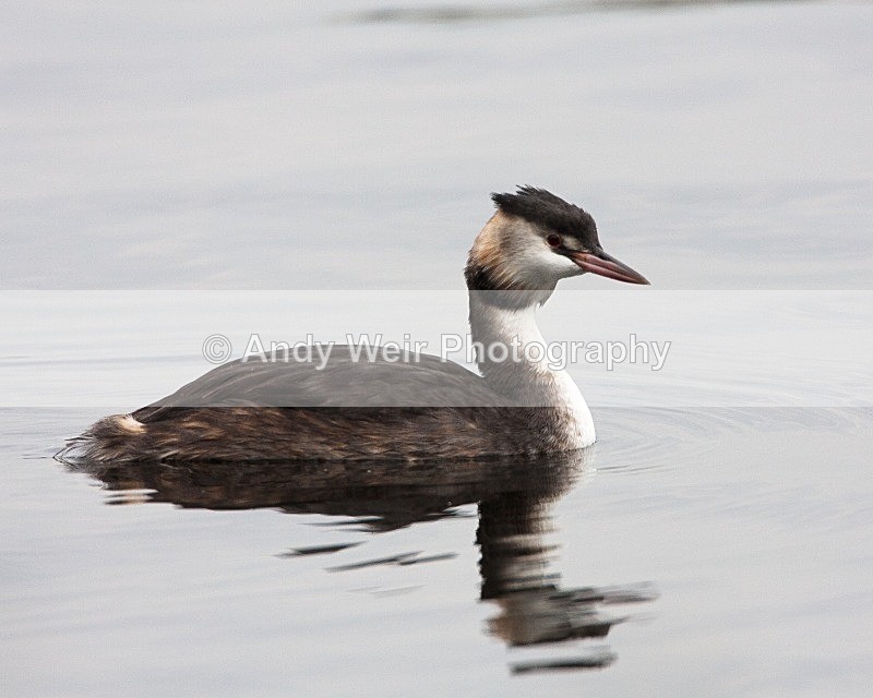 20080921-030 - Gt Crested Grebe